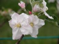 Blüte Schöner von Boskoop