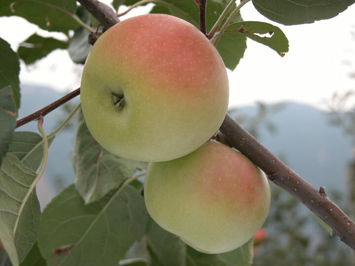 Einzelfrucht am Baum Schöner von Nordhausen