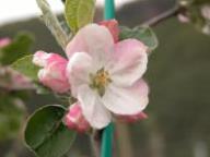 Blüte Schöner von Nordhausen