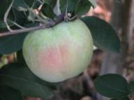 Einzelfrucht am Baum Schöner von Wiltshire