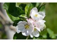 Blüte Schöner von Wiltshire