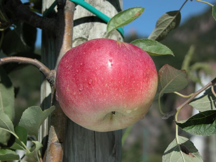 Einzelfrucht am Baum Schweizer Orangenapfel