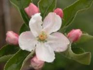 Blüte Schweizer Orangenapfel