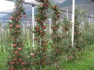 Baum Scilate