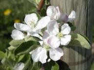 Blüte Sommergewürzapfel