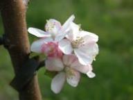 Blüte Spätblühender Taffet