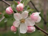 Blüte Steinpepping