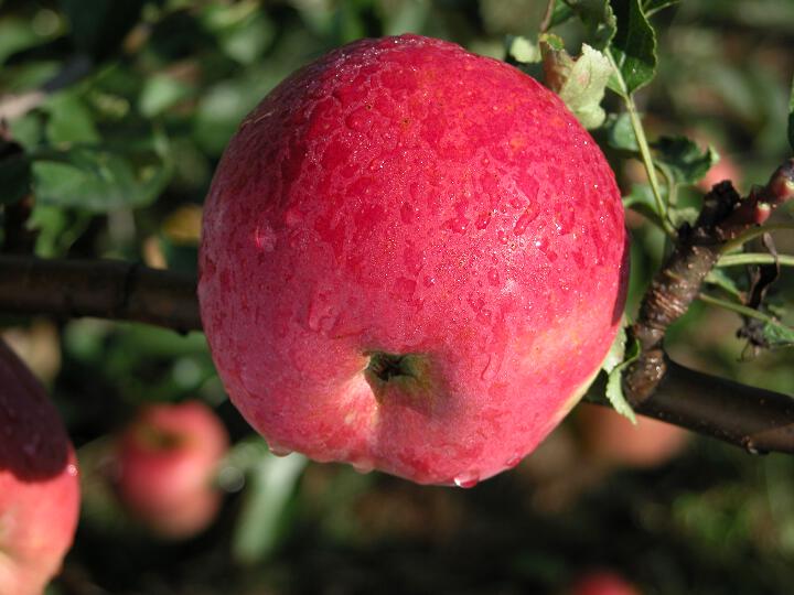 Einzelfrucht am Baum Süßapfel
