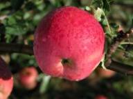 Einzelfrucht am Baum Süßapfel
