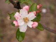 Blüte Tiroler Spitzlederer