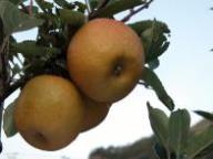 Einzelfrucht am Baum Tiroler Spitzlederer