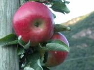 Einzelfrucht am Baum Wagnerapfel