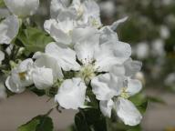 Blüte Weißer Rosmarin