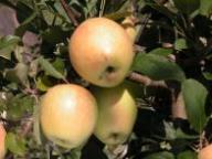 Einzelfrucht am Baum Weißer Rosmarin