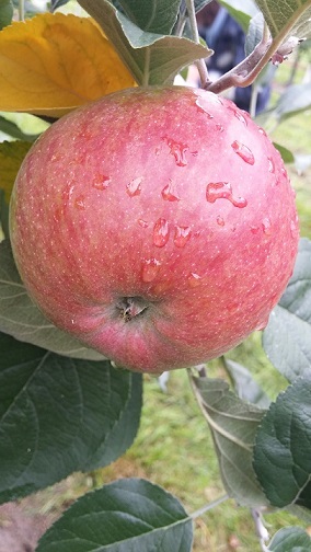 Einzelfrucht am Baum Weißer Wiesling