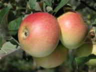 Fruit on the tree_Alkmene
