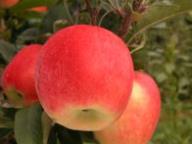 Fruit on the tree Ambrosia