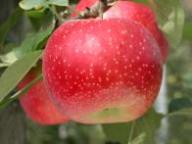 Fruit on the tree Ariane