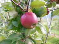 Fruit on the tree Bay 3484