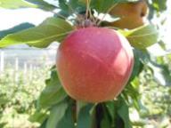 Fruit on the tree Bay 3675