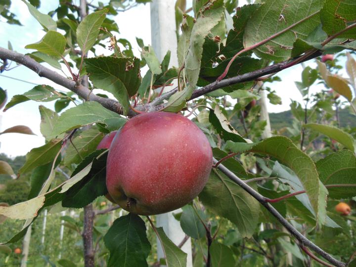 Fruit on the tree Bay 4581