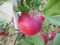 Fruit on the tree Bay 4583