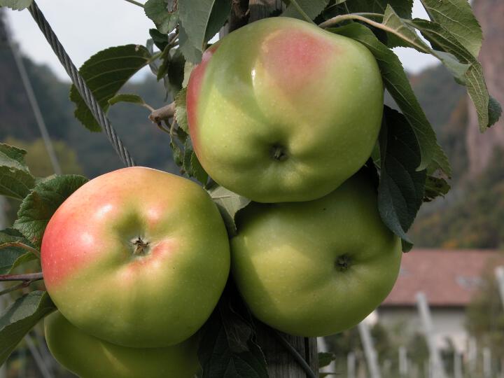 Fruit on the tree Boikenapfel