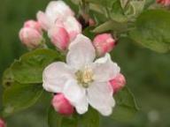 Flower Boznerapfel