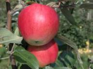 Fruit on the tree Boznerapfel