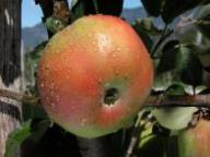 Fruit on the tree Brixner Plattling