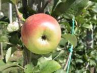 Fruit on the tree Cellini