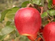 Fruit on the tree CIVG198