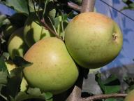 Fruit on the tree Coop38