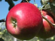 Fruit on the tree Coop39