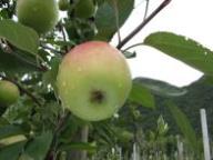 Fruit on the tree Edelroter