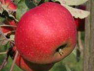 Fruit on the tree Elstar