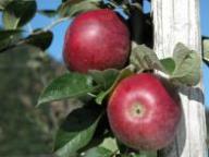 Fruit on the tree Falchs Gulderling