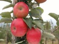 Fruit on the tree Freiherr von Berlepsch