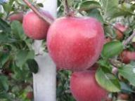 Fruit on the tree Fuji