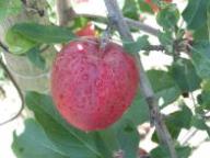 Fruit on the tree Gala