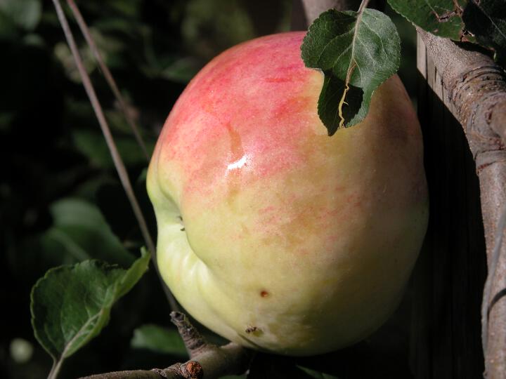 Fruit on the tree Geflammter Kardinal