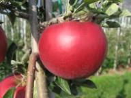 Fruit on the tree Idared