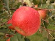 Fruit on the tree Jonagold