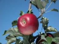Fruit on the tree Jonathan