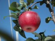 Fruit on the tree Kaiser Alexander