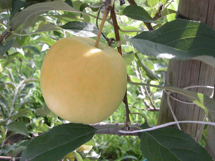 Fruit on the tree Lb 07535