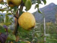 Fruit on the tree Lb 08000