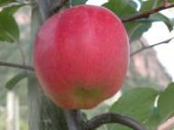 Fruit on the tree Lb 09669