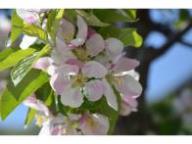 Flower Lb 17906
