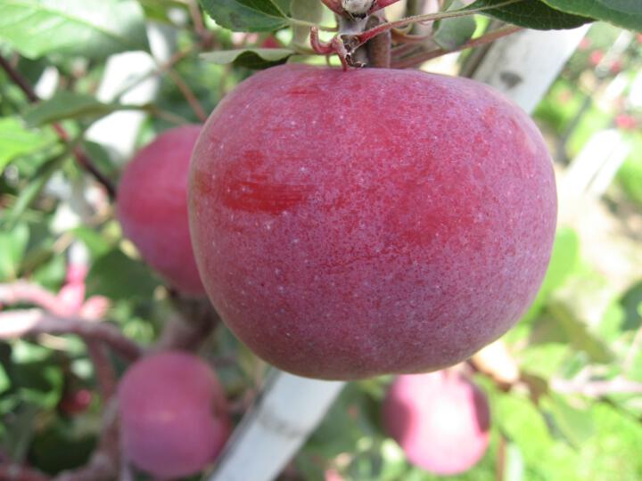 Fruit on the tree LUB A0905